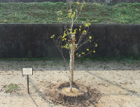 植樹した木とプレート